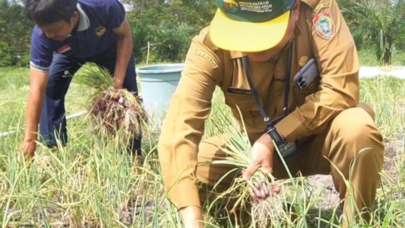Dinas TPHP Kalteng Dukung Panen Bawang Merah di Tangkiling Dorong Produktivitas Petani