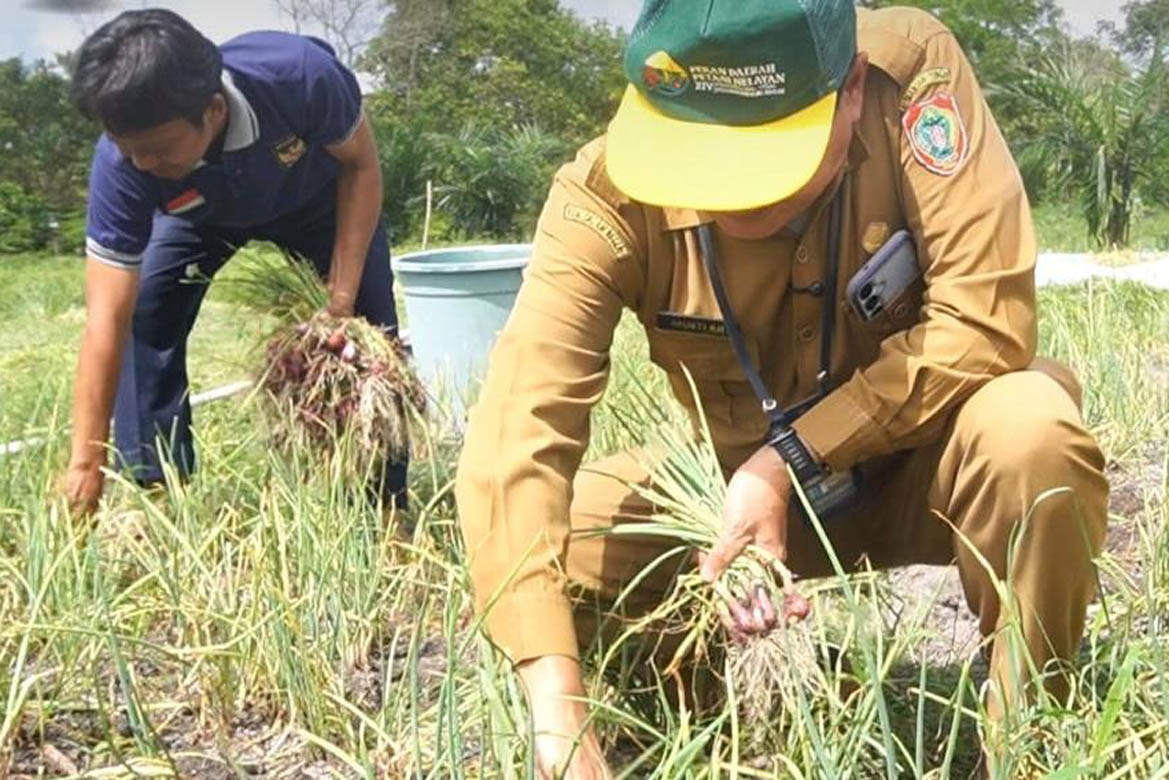 Dinas TPHP Kalteng Dukung Panen Bawang Merah di Tangkiling Dorong Produktivitas Petani